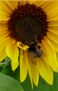foraging