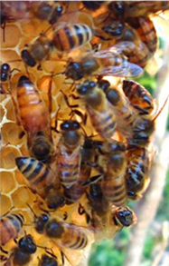 hive